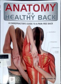 Anatomy of a healthy back: a chiropractor's guide to a pain-free back