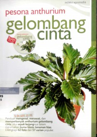 Pesona anthurium gelombang cinta